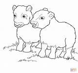 Ox Coloring Musk Pages Costa Muskox Babies Rica Cart Baby Drawing Template Color Rican Mother sketch template