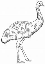 Emu Ausmalbilder Lineu sketch template