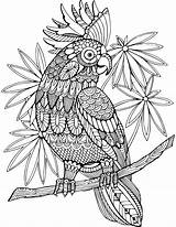 Coloring Adults Book Pages Animal Vector Cockatoo Adult Parrot Resell Right Zentangle Tattoo sketch template