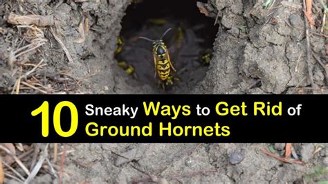 sneaky ways   rid  ground hornets
