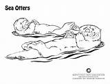Otter Sea Coloring Pages Printable Otters Online Stencil Designlooter 610px 57kb Draw River Color sketch template