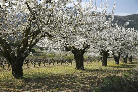 cherry orchard stock image  science photo library