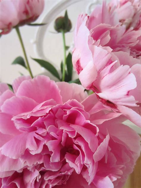 french circus pretty peonies