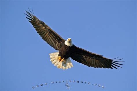 fly   eagle photo information