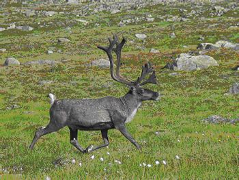 reindeer animal wildlife
