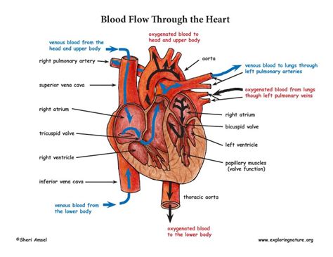 heart anatomy  blood flow advanced
