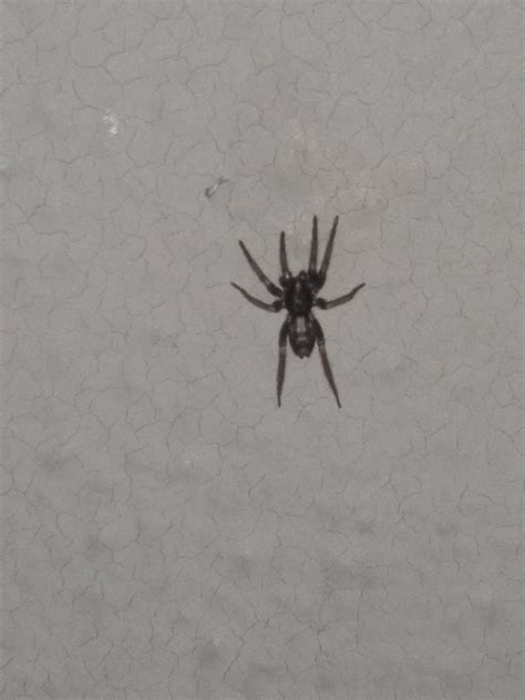 unidentified spider in nebraska united states