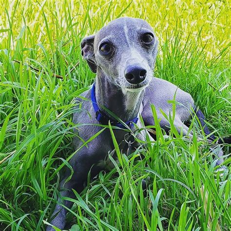 breed review italian greyhound  pics page    pettime