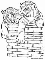 Coloring Tiger Tigers Cubs Pages Basket Colouring Two Wicker Printable Cute Choose Board Popular sketch template