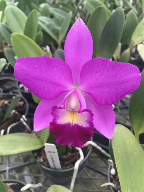 orchids   day     suggestions