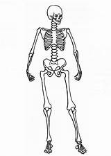 Skeleton Coloring Pages Human Posing Skeletal System Kids Color Printable Getcolorings sketch template