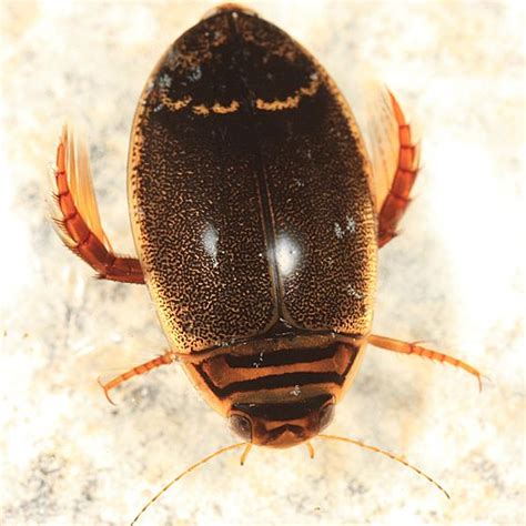acilius beetle alchetron   social encyclopedia
