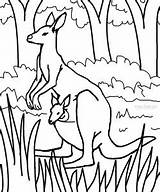 Kangaroo Coloring Pages Baby Cute Kids Printable Color Print Sheets Joey Animals Cool2bkids Animal Face Books Getcolorings Coloringbay Template Choose sketch template