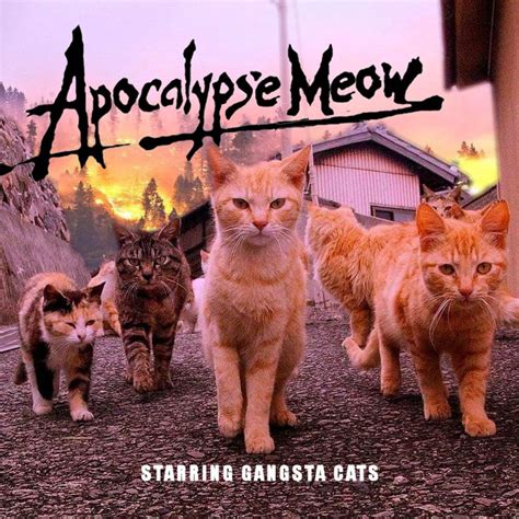 Gangsta Cats 😎 Cats Apocalypse Alleycat Memes Funny Radioshow
