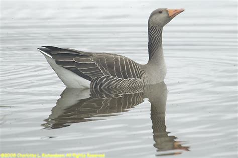 iceland geese photo gallery