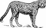 Cheetah Coloring Pages Animals Spots Wildlife sketch template