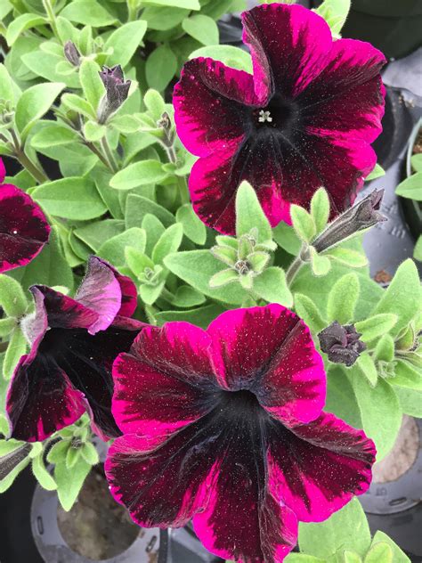 petunia crazytunia cosmic purple horlings plants