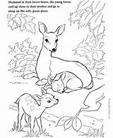 Whitetail Coloring Pages Buck Deer Color Getcolorings sketch template