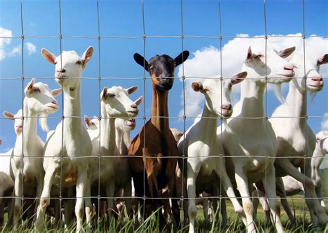 goat fencing requirements height post spacing