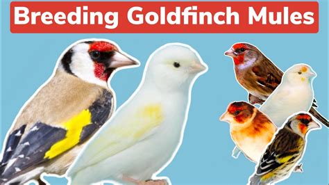 breeding goldfinch mules  preparation youtube