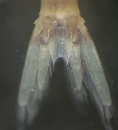 Image result for Euchaetomera Typical Familie. Size: 169 x 185. Source: observation.org