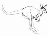 Wallaby Drawing Getdrawings sketch template