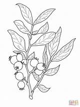 Branch Huckleberry Disegno Mirtillo Kolorowanka Jagody Nero Druku Albero Ulivo Frutta Natureza Galazka Kolorowanki Czarnej sketch template
