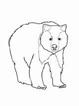 Bear Coloring Pages Brown Grizzly Printable Color Corduroy Kids Print Do Face Animal Drawing American Màu Tô Template Polar Cho sketch template