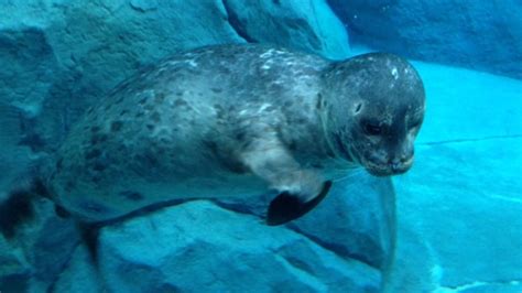 seal  journey  churchill zoo exhibit dies   caught  underwater drain ctv news