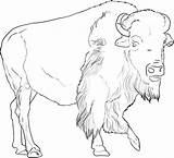 Buffalo Coloring Drawing Drawings Draw Pages African Animal American Color Bison Step Animals Outline Pencil Sheets Kids Printable Adult Animalstown sketch template