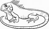 Iguana Clipart Coloring Cartoon Outline Colouring Pages Drawing Stock Book Illustration Kids Vector Para Colorear 123rf Previews Clipartmag Webstockreview Reptiles sketch template