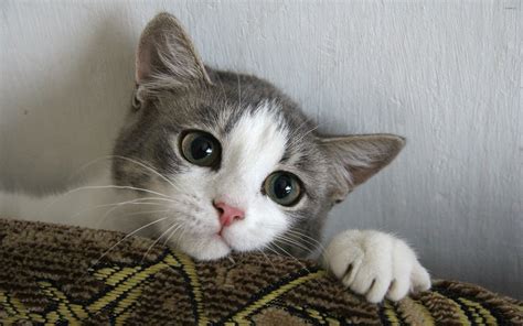 cute kitten wallpaper  images