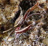 Afbeeldingsresultaten voor Harrovia elegans. Grootte: 194 x 185. Bron: www.roboastra.com