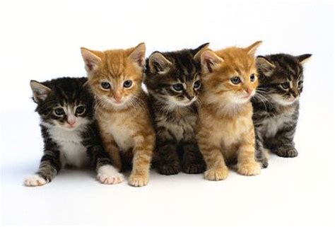 kitten pictures kittens