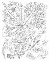 Coloring Pages Weed Marijuana Adult Adults Stoner Trippy Printable Stencil Leaf Jane Mary Pot Plant Books Mandala Clipart Drawing Hemp sketch template