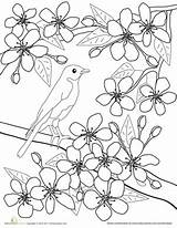 Coloring Pages Blossom Flower Japanese Colouring Color Cherry Blossoms Apricot Spring Flowers Sheets Printable Kids Worksheets Adult Books Worksheet Tree sketch template