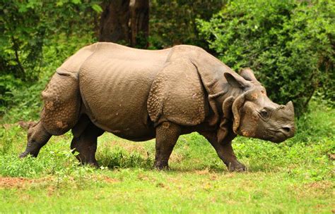 kazirangas increase   horned rhino population   miracle