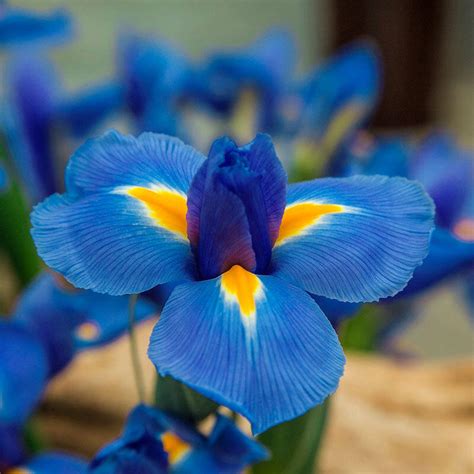 blue diamond dutch iris brecks