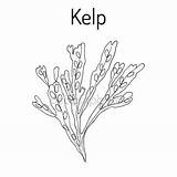 Kelp Drawing Getdrawings Isolated sketch template