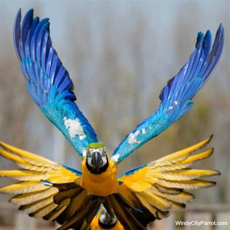 flying parrots birdsuppliescom