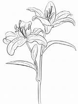Pages Coloring Flower Lily Flowers Lilies sketch template