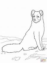 Arctic Fox Coloring Pages Hare Sitting Drawing Printable Getcolorings Getdrawings Categories sketch template