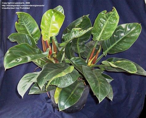 plantfiles pictures philodendron imperial green philodendron