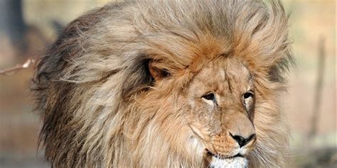 Lion With Luscious Head Of Hair Becomes Viral Sensation Fox News