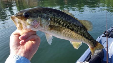 Spotted Bass Compared To Largemouth Bass Are Quite Different
