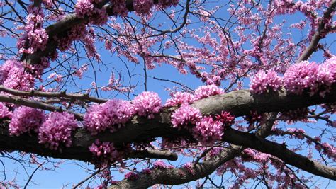 cercis canadensis vancouver island grows