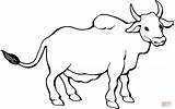 Coloring Zebu Bull Pages Drawing Bulls Para Colorear Angus Clipart Toro Super Color Dibujos Printable Inspired Cattle Birthday Supercoloring Dibujo sketch template