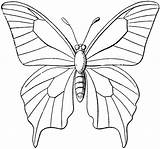 Butterfly Outline Clipart Drawing Library sketch template