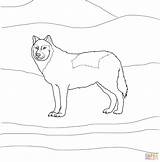 Wolf Coloring Arctic Pages Printable Drawings Template Designlooter Baby Sketch sketch template