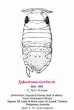 Afbeeldingsresultaten voor Thyropus Sphaeroma Geslacht. Grootte: 150 x 222. Bron: invasions.si.edu